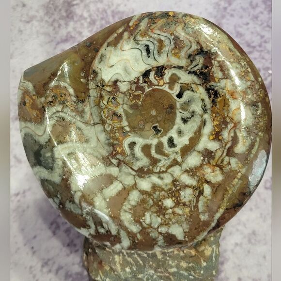 Ammonite & Goniatte Fossil Free Standing - Picture 4 of 12